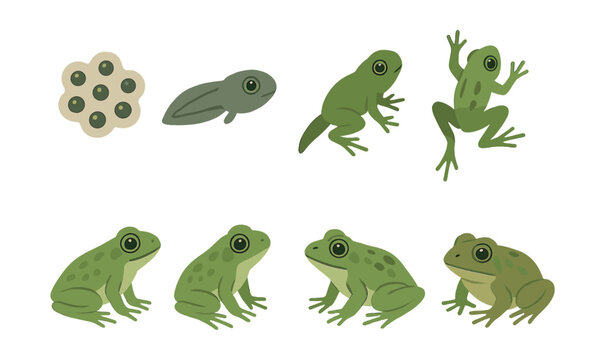 Frog life cycle icons set: depicting stages from egg to adult frog. Vector icons