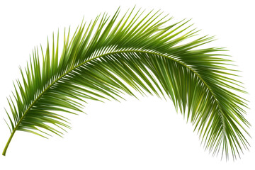 Elegant green frond gently arches in isolation against stark black background
