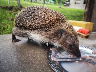 A hedgehog drinking water from a metal plate, captured up close in a rural backyard setting. The image showcases wildlife in a domestic environment.