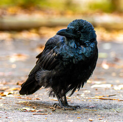 Australian Raven colourful background