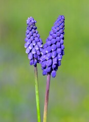 photos of wild flowers, wild hyacinths