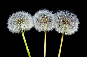 various fluffy dandelions flower photos