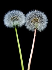 various fluffy dandelions flower photos