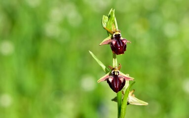Photos of wildflowers, various bee orchids.