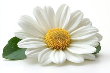 Beautiful daisies. White flowers on a light background