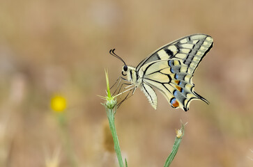 photos of wild animals and butterflies