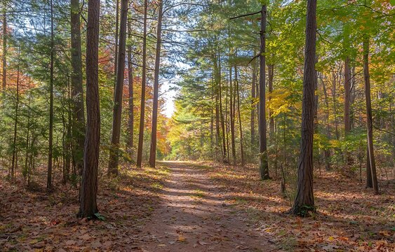 beautiful forest with tall trees and sunlight filtering through the leaves