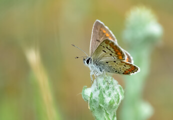 Photos of various spotted butterflies feeding on flowers