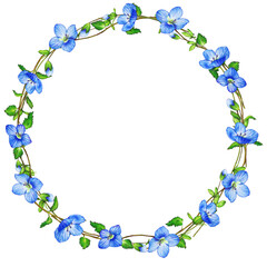 illustration of frame of myosotis