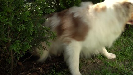 Australian Shepherd dog with blue eyes and red merle coat lying peacefully in the grass among bushes and thuja trees outdoors, then standing up. Calm and natural moment in fresh air.