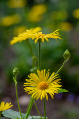 Doronicum orientale leopards bane bright yellow spring flowers in bloom, ornamental garden flowering plant