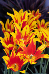 Fire Wings Tulips, lily-flowered tulips. bright yellow and orange red flowers
