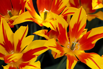 Close up top view of Fire Wings Tulips, lily-flowered tulips. bright yellow and orange red flowers