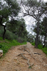 Path in the park among olive trees. The sinuous roots are washed to the surface