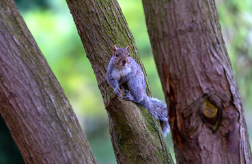 Eastern Grey squirrel 