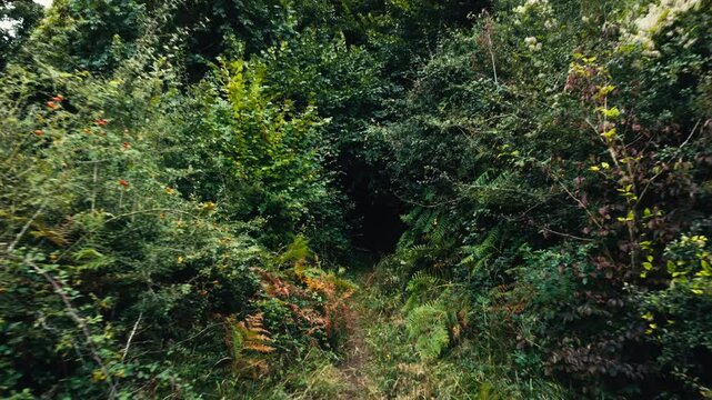 entrada a bosque encantado, dron hacia atr&aacute;s 