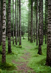 Obraz premium A serene birch forest path descends into verdant, leafy green trees in the tranquil woods of excellence