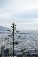 Top of a blooming sisal on a blurred urban background