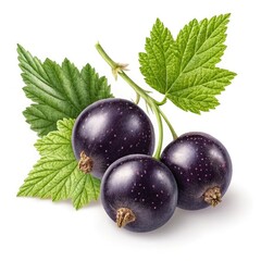 black currant isolated on white