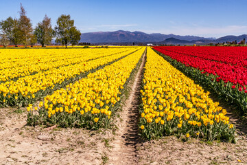 Skagit Vally Tulips Rows 5