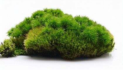 a clump of green moss isolated on a white background