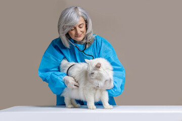 Veterinarian examining a white angora cat