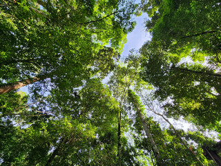 Low angle view of Foggy morning at Danum Valley rain forest in Lahad Datu Sabah