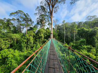 View of tree top canopy suspension bridge and platform in Danum Valley Tropical Rain forest Lahad Datu Sabah