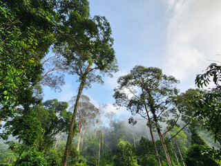 Foggy morning at Danum Valley rain forest in Lahad Datu Sabah