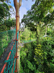 Tree top canopy suspension bridge and platform in Danum Valley Tropical Rain forest Lahad Datu Sabah