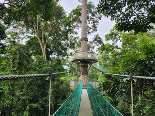Tree top canopy suspension bridge and platform in Danum Valley Tropical Rain forest Lahad Datu Sabah