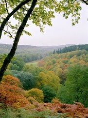 Obraz premium A Verdant Forest Valley Embraces Autumnal Hues Beneath Soft Sky in a Natural Vista Scene of excellence