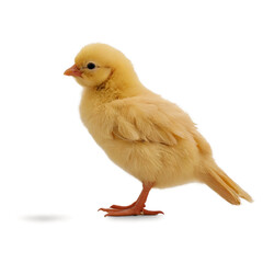 Fototapeta premium little yellow chick isolated on a transparent background. 