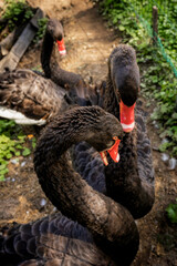 Cute black swans are walking in the city's nature reserve