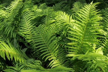 Beautiful green fern leaves, photographed at close range, provide a natural backdrop