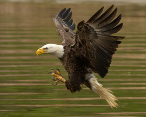 An American bald eagle flying down to catch a fish