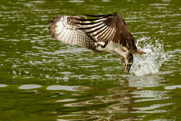 An osprey flying with a freshly caught fish