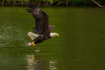 An American bald eagle flying with a freshly caught fish