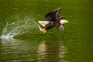 An American bald eagle flying with a freshly caught fish