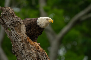 An American Bald eagle perched in a tree