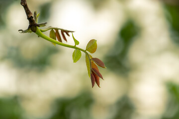bud of a tree
