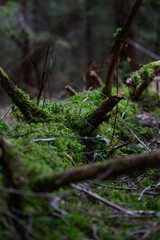 green moss on a log in the forest