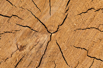 Tree trunk cross-section with visible growth rings
