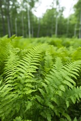 Fototapeta premium Lush Ferns Thrive in Tranquil Forest Depths, Embracing Nature's Serenity and Verdant