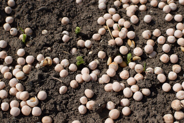 Sowing pea seeds in prepared soil. Pea seeds and sprouts on the ground
