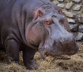 Hippopotamus eat stras in zoo