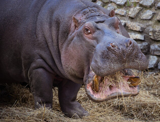 Hippopotamus eat stras in zoo