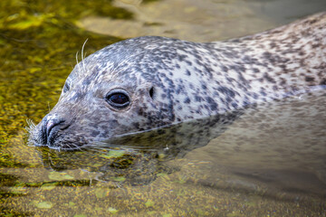 Cute seal swim in water in zoo