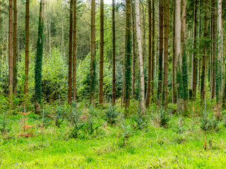 Wiederaufforstung im Mischwald im Frühjahr

