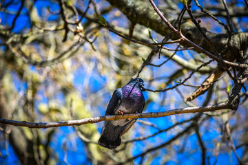 Colourful pigeon sitting on a branch